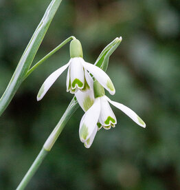 Sneeuwklokje  Galanthus nivalis 'Warei' - 'in het Groen'