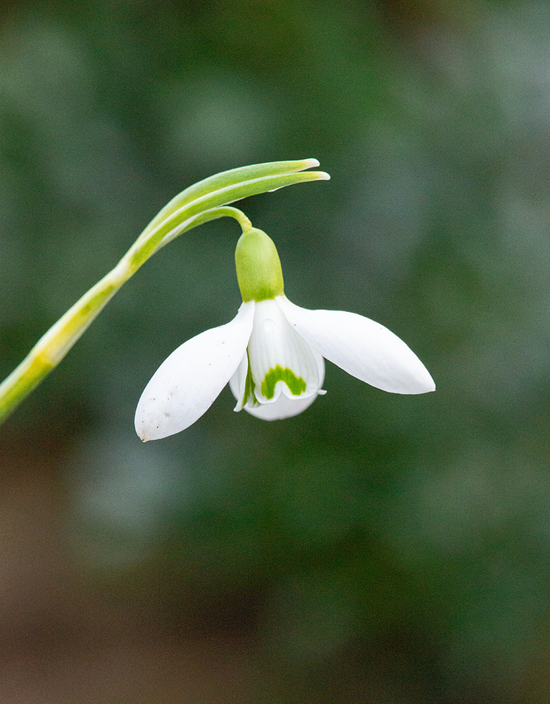 Sneeuwklokje  Galanthus 'Straffan' (sneeuwklokje) - 'in het Groen'