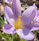 Krokus  Crocus imperati 'De Jager'
