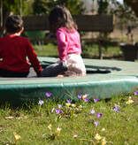 Krokus  Mix: Botanisch krokusmengsel - BIO