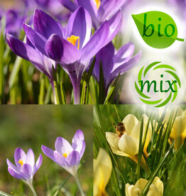 Krokus  Mix: Botanisch krokusmengsel - BIO