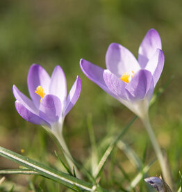 Krokus (boeren)  Crocus tommasinianus 'Whitewell Purple'