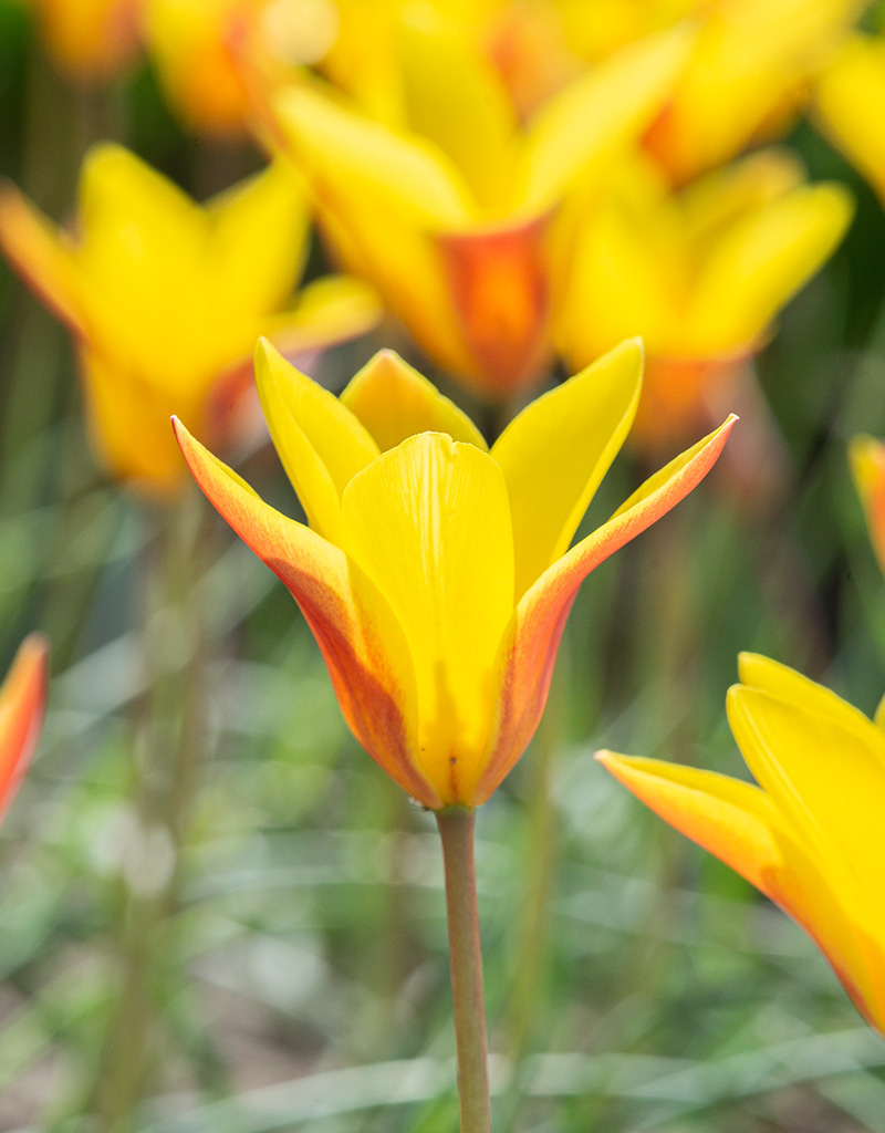 Tulp  Tulipa clusiana var. chrysantha, BIO