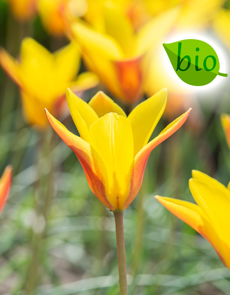Tulp  Tulipa clusiana var. chrysantha, BIO