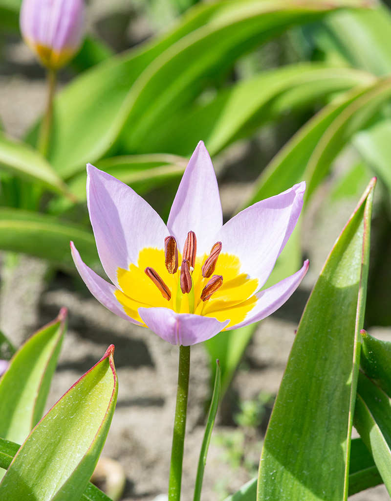 Tulp  Tulipa saxatilis