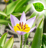 Tulp  Tulipa saxatilis, BIO