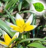 Tulp  Tulipa tarda, BIO