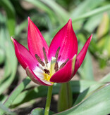 Tulp  Tulipa 'Tiny Timo', BIO