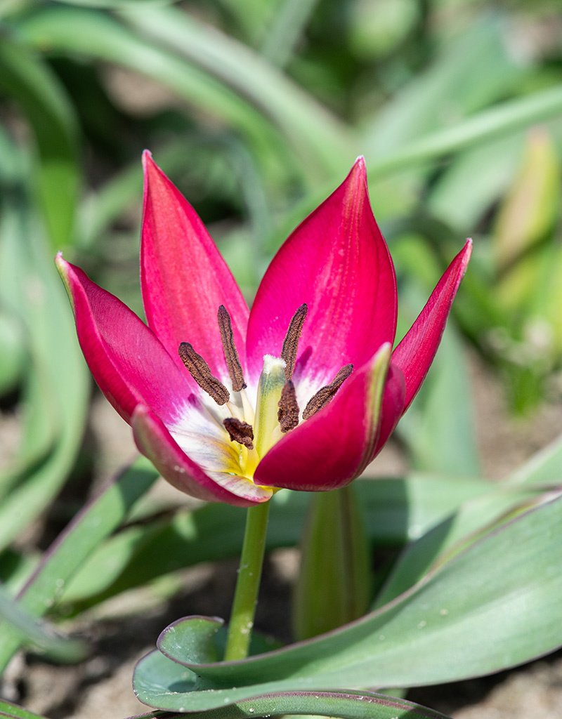 Tulp  Tulipa 'Tiny Timo', BIO