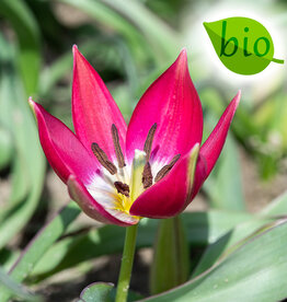 Tulp  Tulipa 'Tiny Timo', BIO