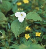 Boslelie  Trillium grandiflorum (Boslelie) - in pot