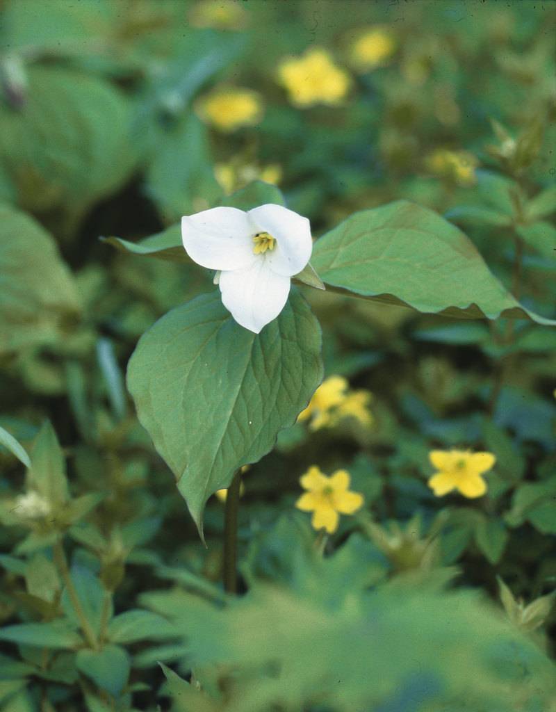 Boslelie  Trillium grandiflorum (Boslelie) - in pot