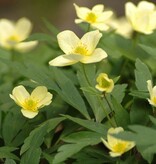 Anemoon (bos)  Anemone x lipsiensis - in pot (Bosanemoon) - Stinzenplant