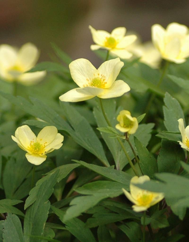 Anemoon (bos)  Anemone x lipsiensis - in pot (Bosanemoon) - Stinzenplant