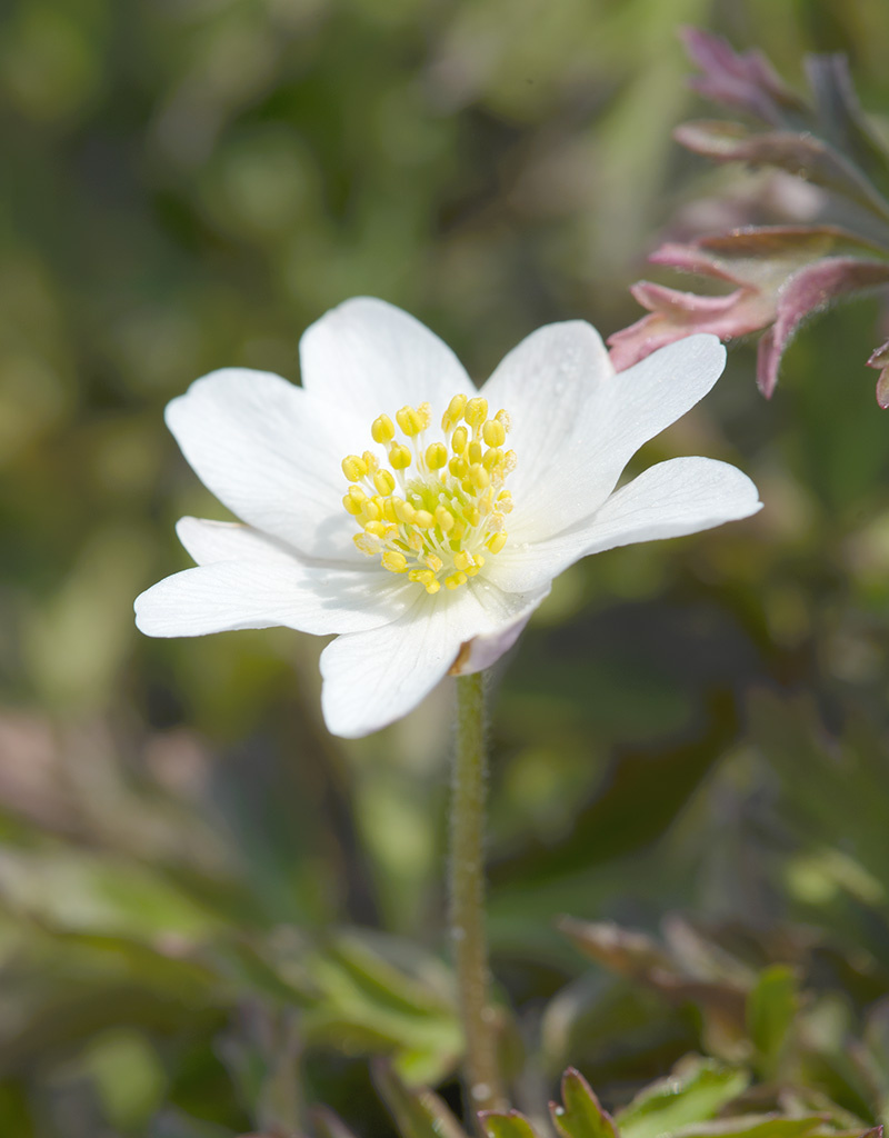 Anemoon (bos)  Anemone nemorosa 'Lychette' - in pot (bosanemoon) - Stinzenplant