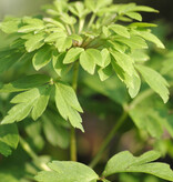 Anemoon (bos)  Anemone nemorosa 'Virescens' - in pot (bosanemoon) - Stinzenplant