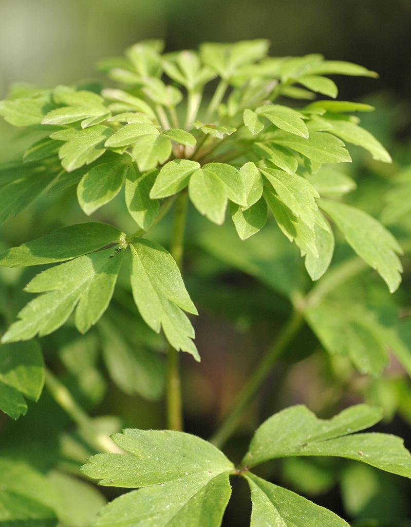 Anemoon (bos)  Anemone nemorosa 'Virescens' - in pot (bosanemoon) - Stinzenplant