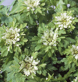 Anemoon (bos)  Anemone nemorosa 'Virescens' - in pot (bosanemoon) - Stinzenplant