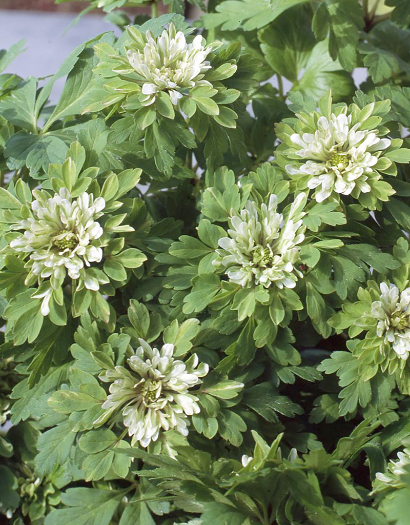 Anemoon (bos)  Anemone nemorosa 'Virescens' - in pot (bosanemoon) - Stinzenplant