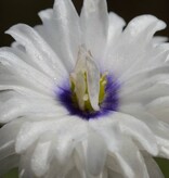 Anemoon (bos)  Anemone nemorosa 'Blue Eyes' (Bosanemoon) - Stinzenplant - in pot
