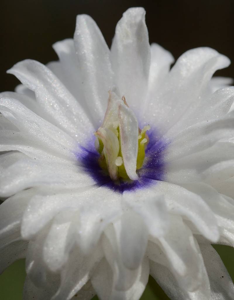 Anemoon (bos)  Anemone nemorosa 'Blue Eyes' (Bosanemoon) - Stinzenplant - in pot
