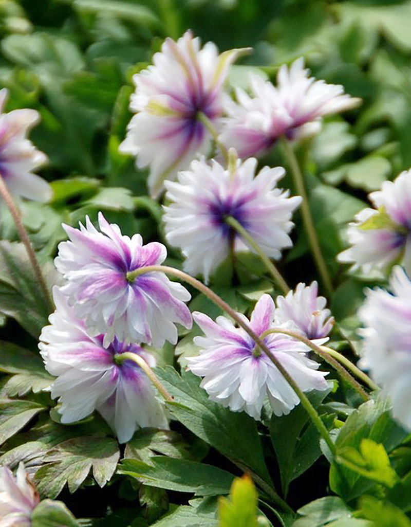 Anemoon (bos)  Anemone nemorosa 'Blue Eyes' (Bosanemoon) - Stinzenplant - in pot