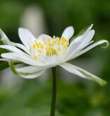 Anemoon (bos)  Anemone nemorosa 'Bracteata' (Bosanemoon) - Stinzenplant - in pot