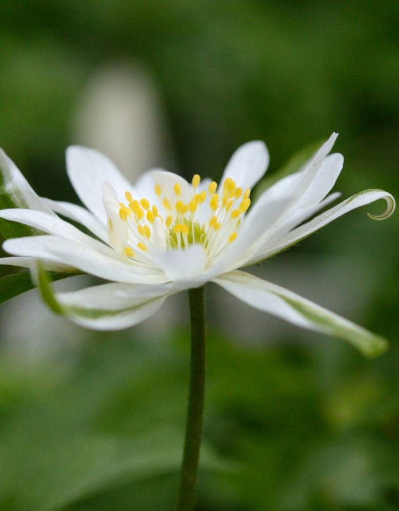 Anemoon (bos)  Anemone nemorosa 'Bracteata' (Bosanemoon) - Stinzenplant - in pot