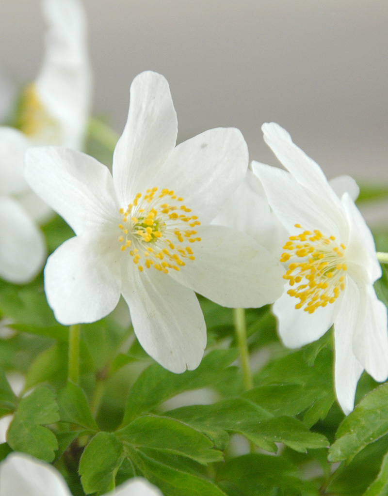 Anemoon (bos)  Anemone nemorosa 'Leeds Variety' - in pot (bosanemoon) - Stinzenplant