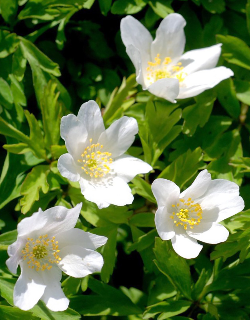 Anemoon (bos)  Anemone nemorosa 'Leeds Variety' - in pot (bosanemoon) - Stinzenplant