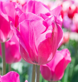 Tulp  Tulipa ‘Don Quichotte’
