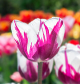 Tulp  Tulipa 'Rem's Favourite' (Tulp)