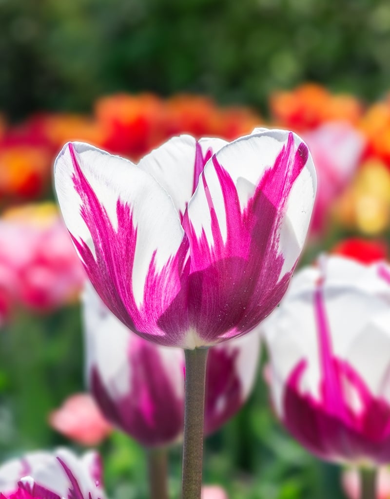 Tulp  Tulipa 'Rem's Favourite' (Tulp)