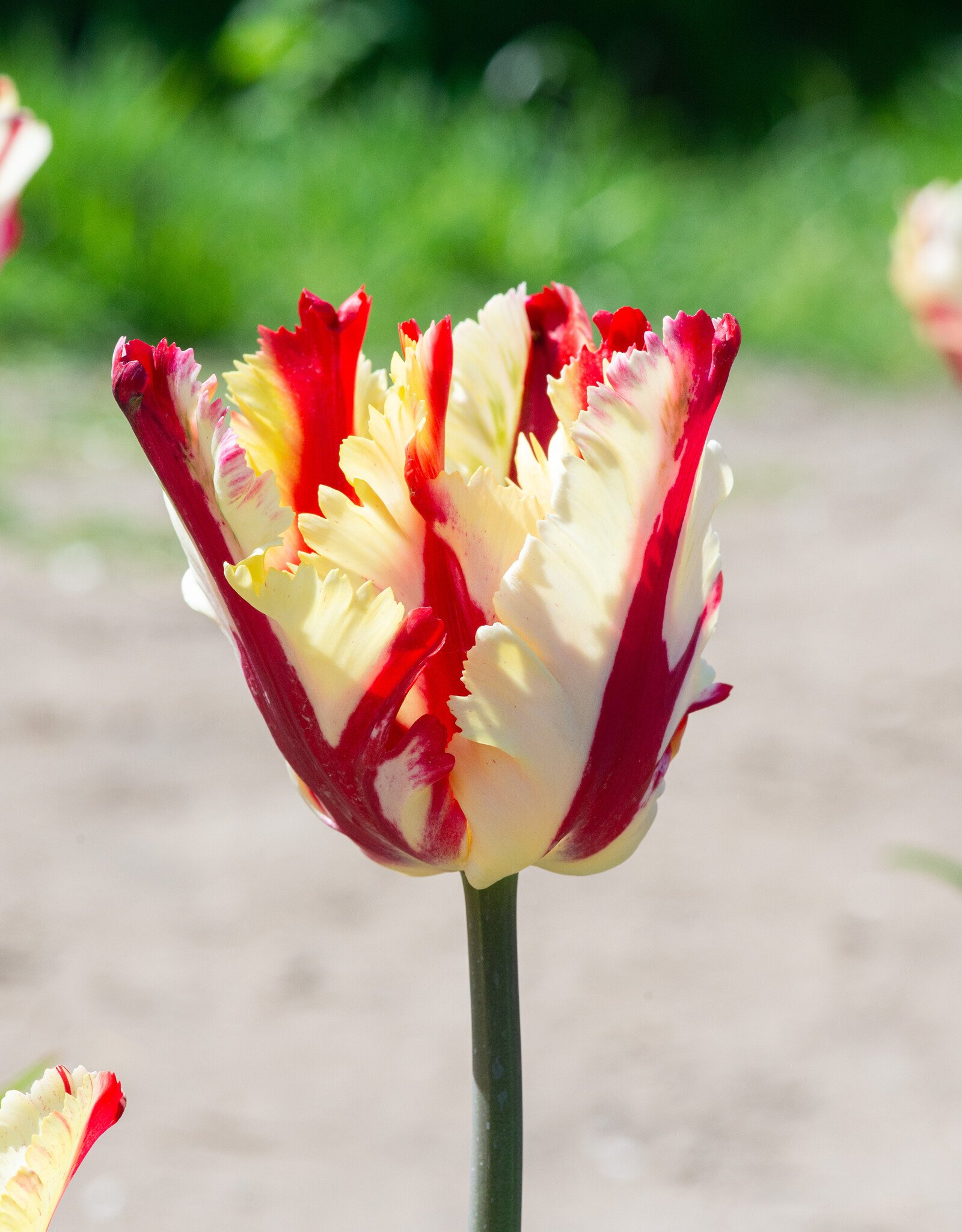 Tulp  Tulipa ‘Flaming Parrot’