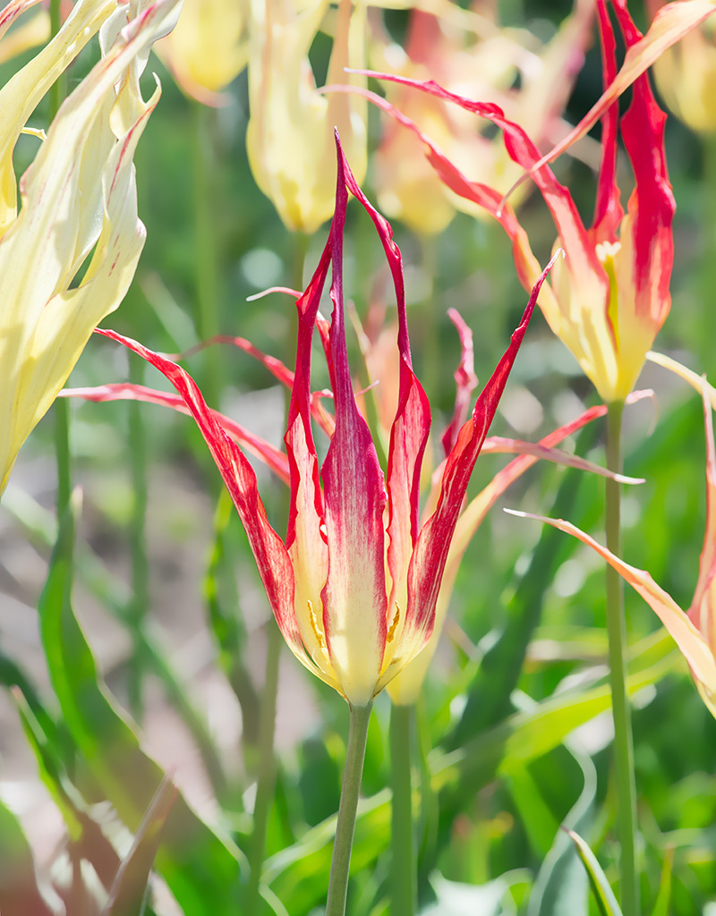 Tulp  Tulipa acuminata (Tulp)