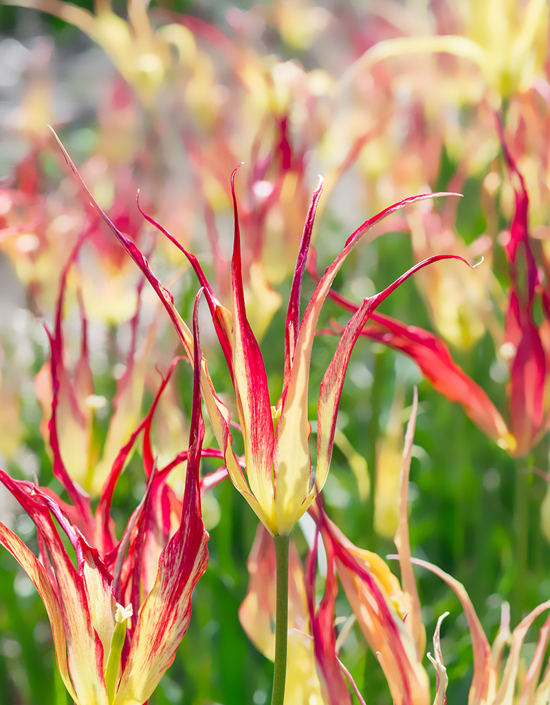 Tulp  Tulipa acuminata (Tulp)