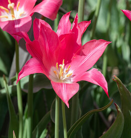 Tulp  Tulipa ‘Mariette'