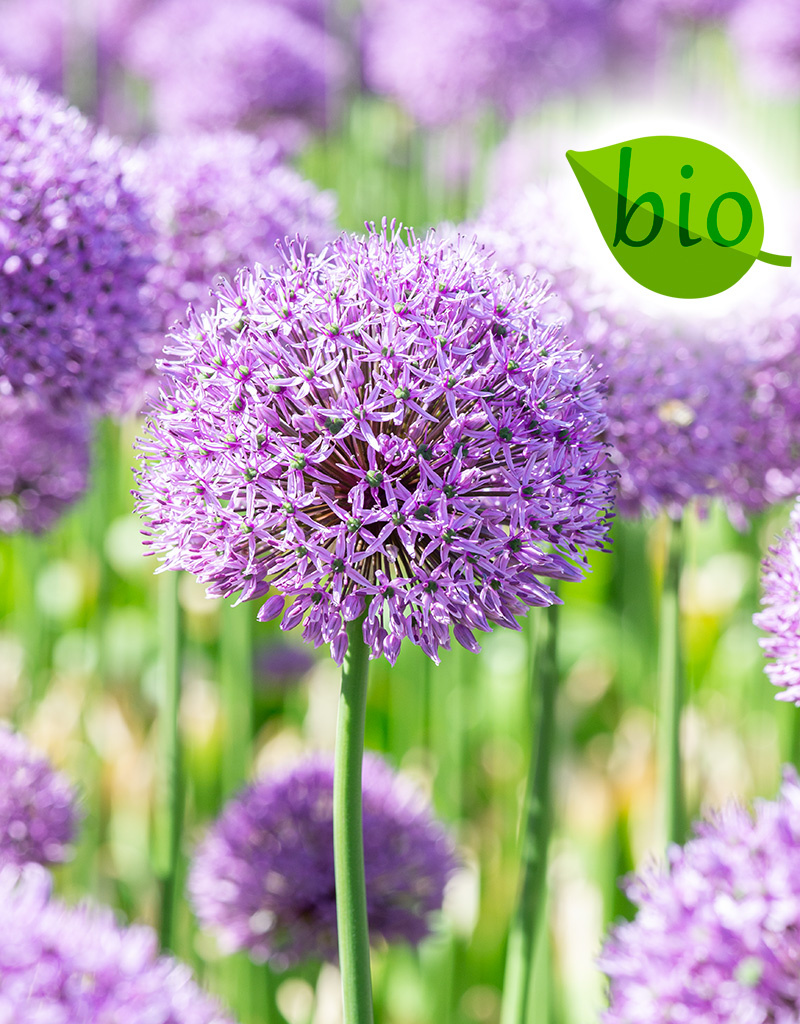 Sierui  Allium 'Gladiator', BIO