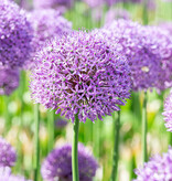 Sierui  Allium 'Gladiator' (Sierui)