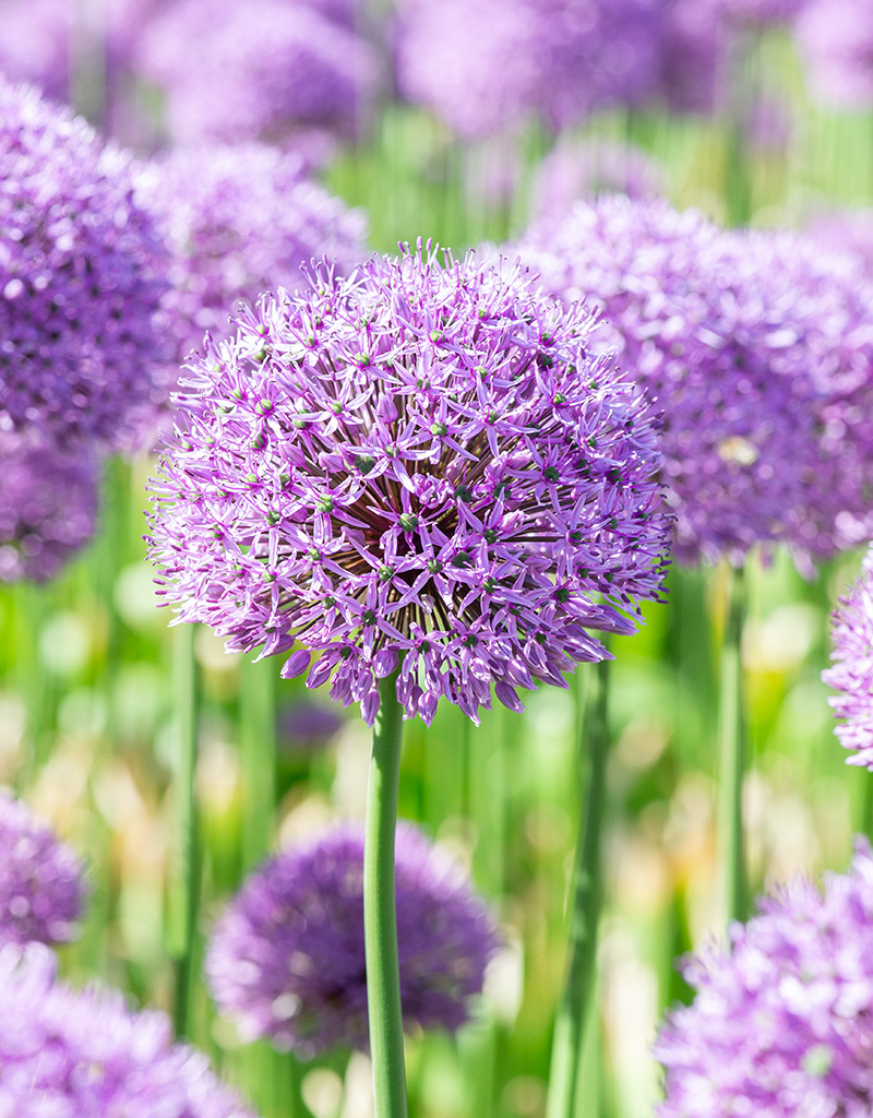 Sierui  Allium 'Gladiator' (Sierui)