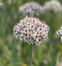 Sierui  Allium basalticum 'Silver Spring'
