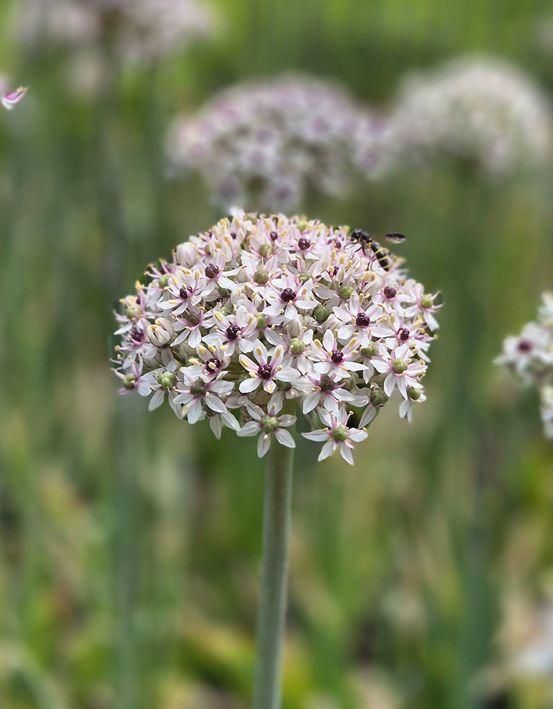 Sierui  Allium basalticum 'Silver Spring' (sierui)