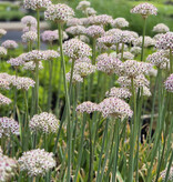Sierui  Allium basalticum 'Silver Spring' (sierui)