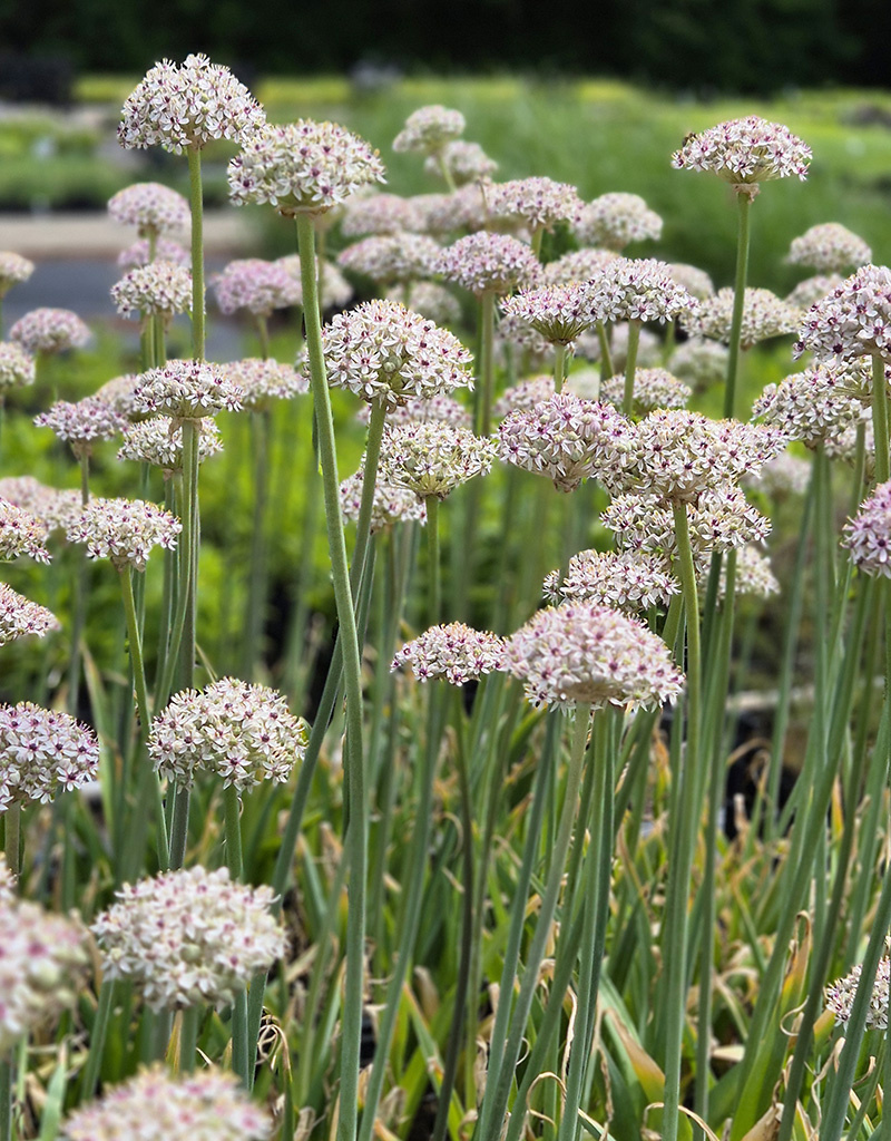 Sierui  Allium basalticum 'Silver Spring' (sierui)