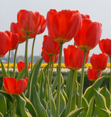 Tulp  Tulipa ‘Parade Design'