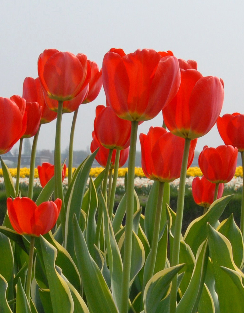 Tulp  Tulipa ‘Parade Design'