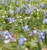 Sneeuwroem  Chionodoxa forbesii (Sneeuwroem)