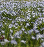 Sneeuwroem (grote)  Chionodoxa luciliae (Grote sneeuwroem) - Stinzenplant, BIO