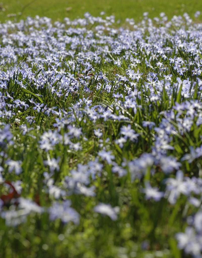 Sneeuwroem (grote)  Chionodoxa luciliae (Grote sneeuwroem) - Stinzenplant, BIO