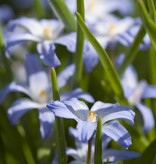 Sneeuwroem (grote)  Chionodoxa luciliae (Grote sneeuwroem) - Stinzenplant, BIO